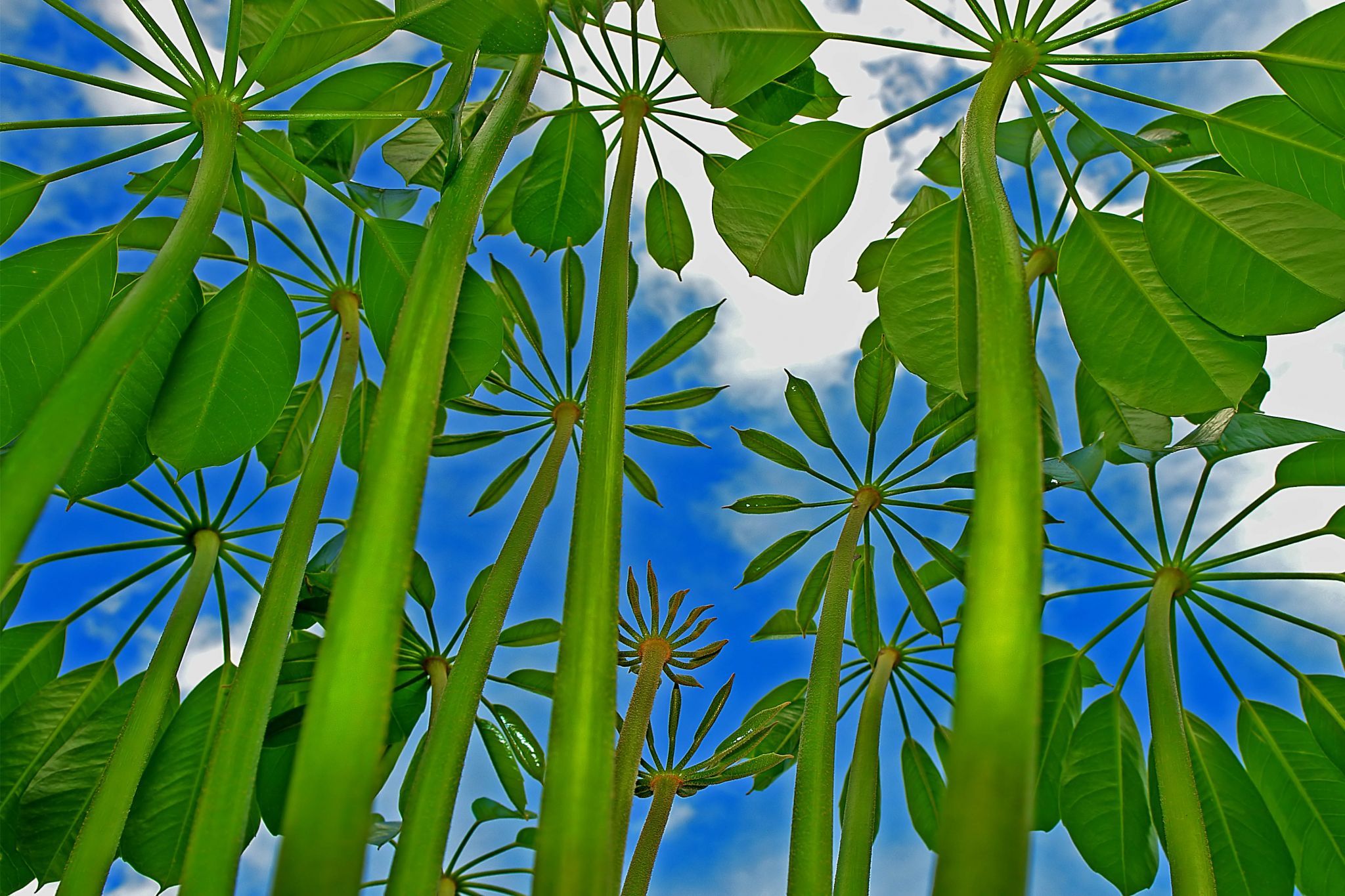 Schefflera in Kingston, Jamaica