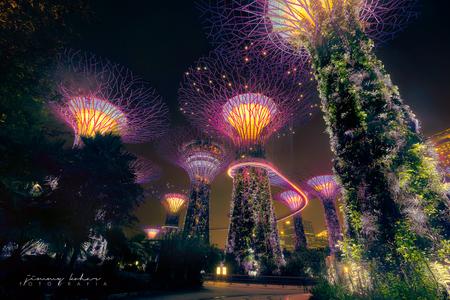 Supertree Grove, Gardens by the bay