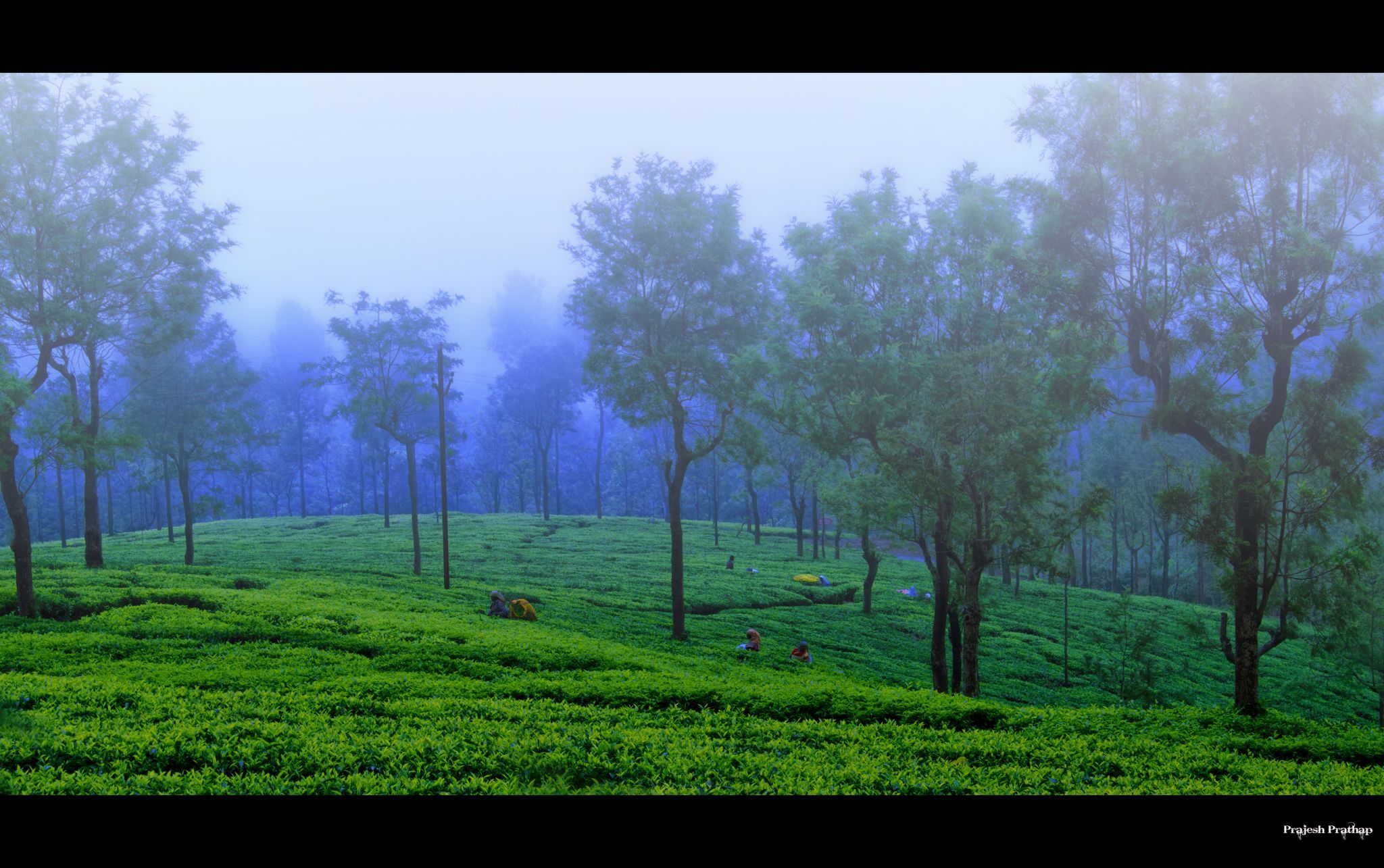 Tea plantations in Coonoor, Tamilnadu, India