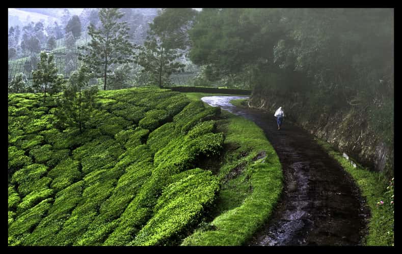Tea plantations of Munnar