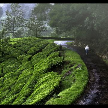 Tea plantations of Munnar, India