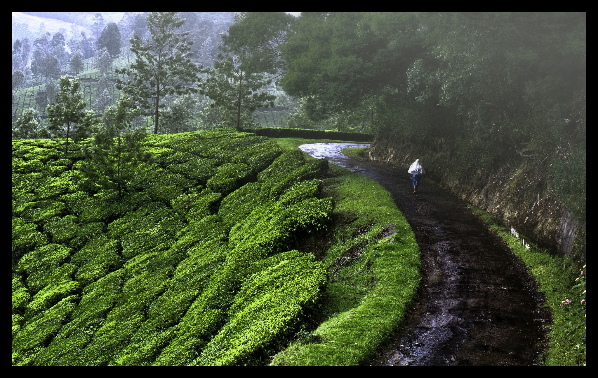 Tea plantations of Munnar, India