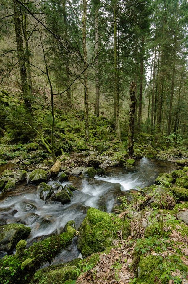 Teichschlucht, Germany
