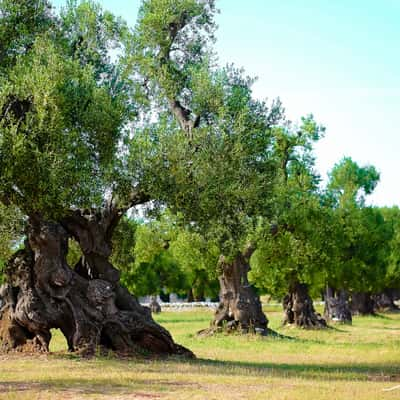 Ancient olive grove, Italy