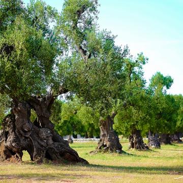 Ancient olive grove, Italy