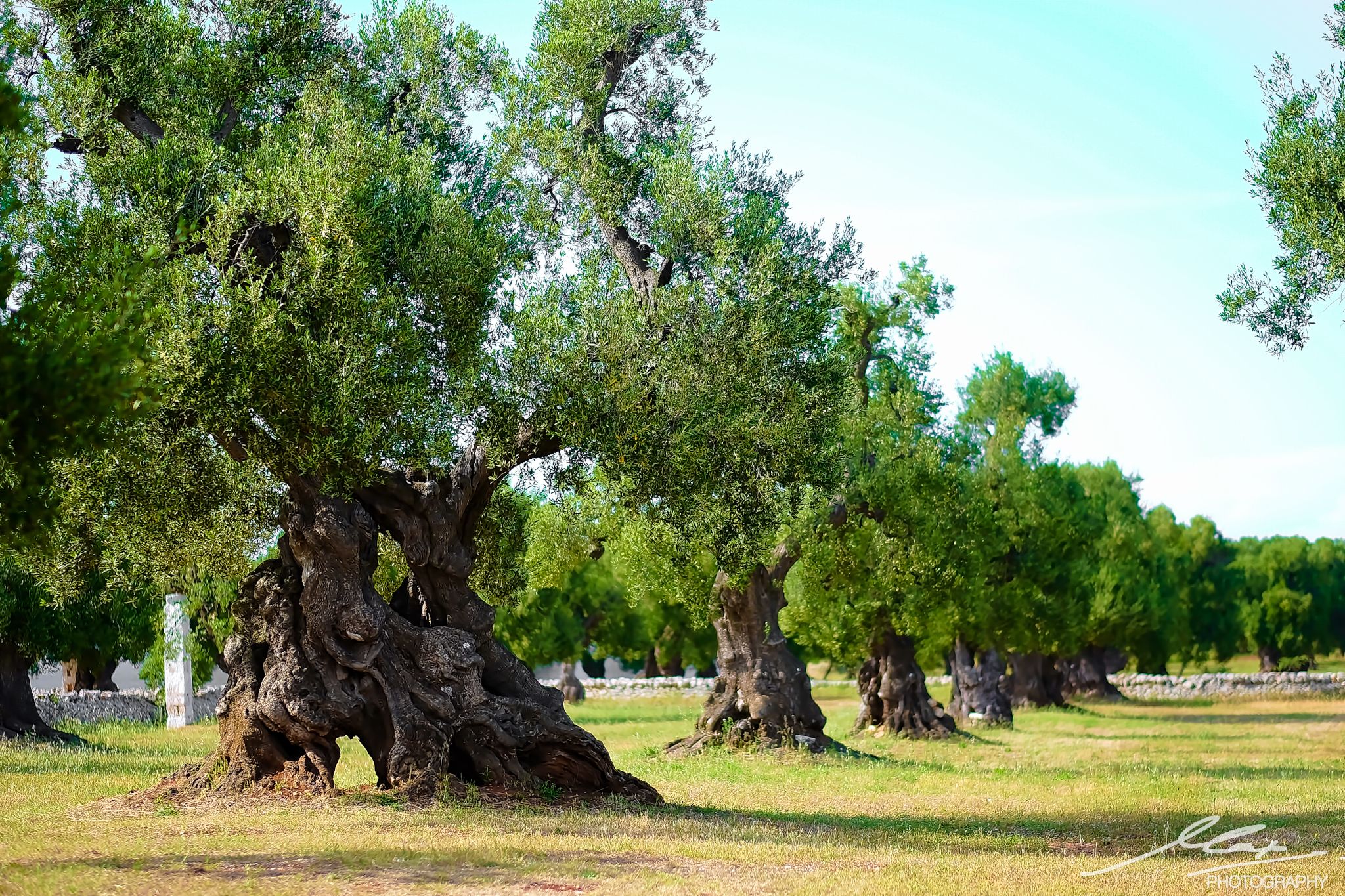 Ancient olive grove, Italy