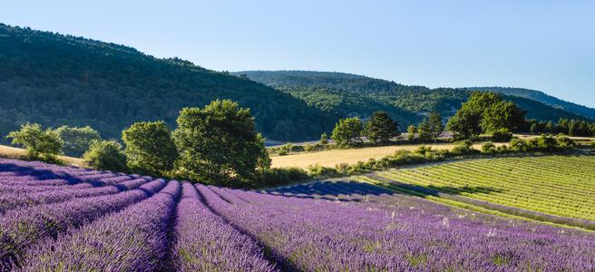 The splendour of blooming lavender fields