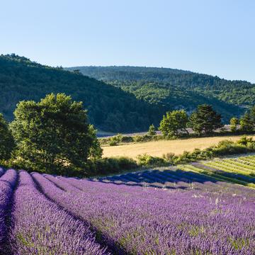 The splendour of blooming lavender fields, France