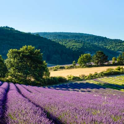 The splendour of blooming lavender fields, France