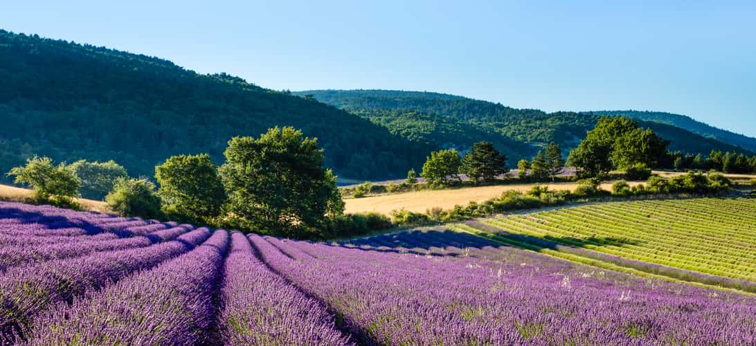 The splendour of blooming lavender fields