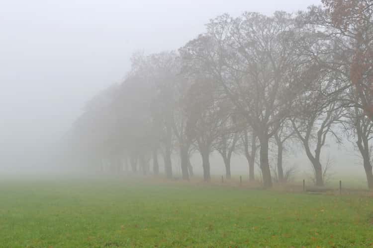 Tree alley near Bruchhausen, Siebengebirge