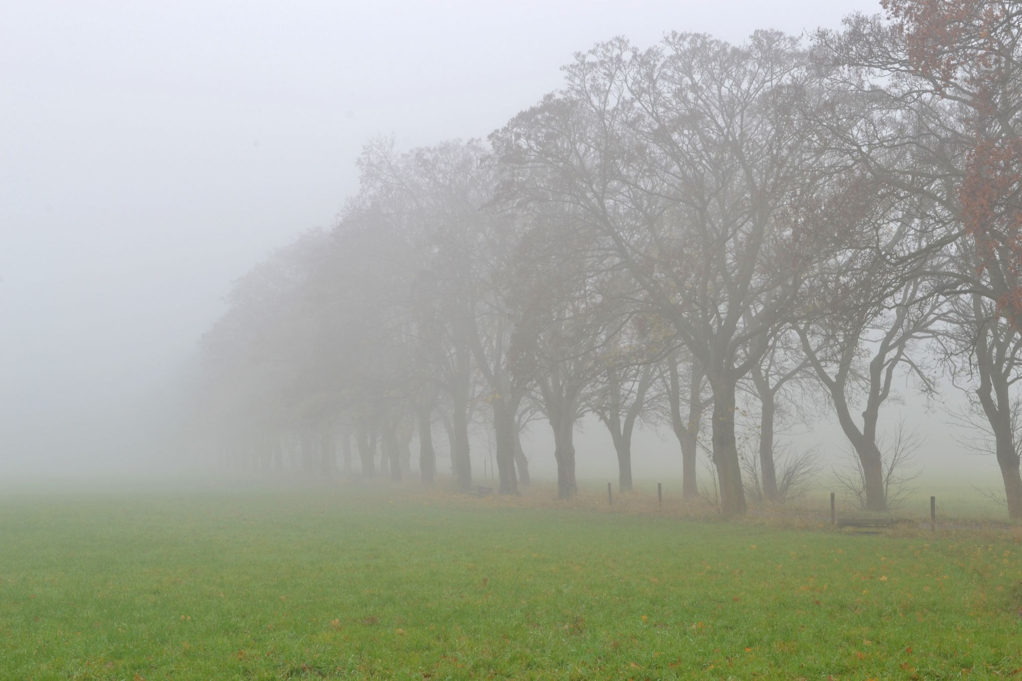 Tree alley near Bruchhausen, Siebengebirge, Germany