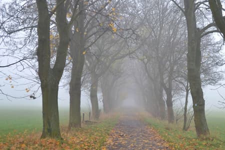 Tree alley near Bruchhausen, Siebengebirge