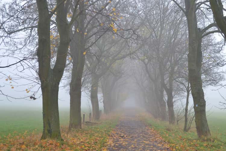 Tree alley near Bruchhausen, Siebengebirge