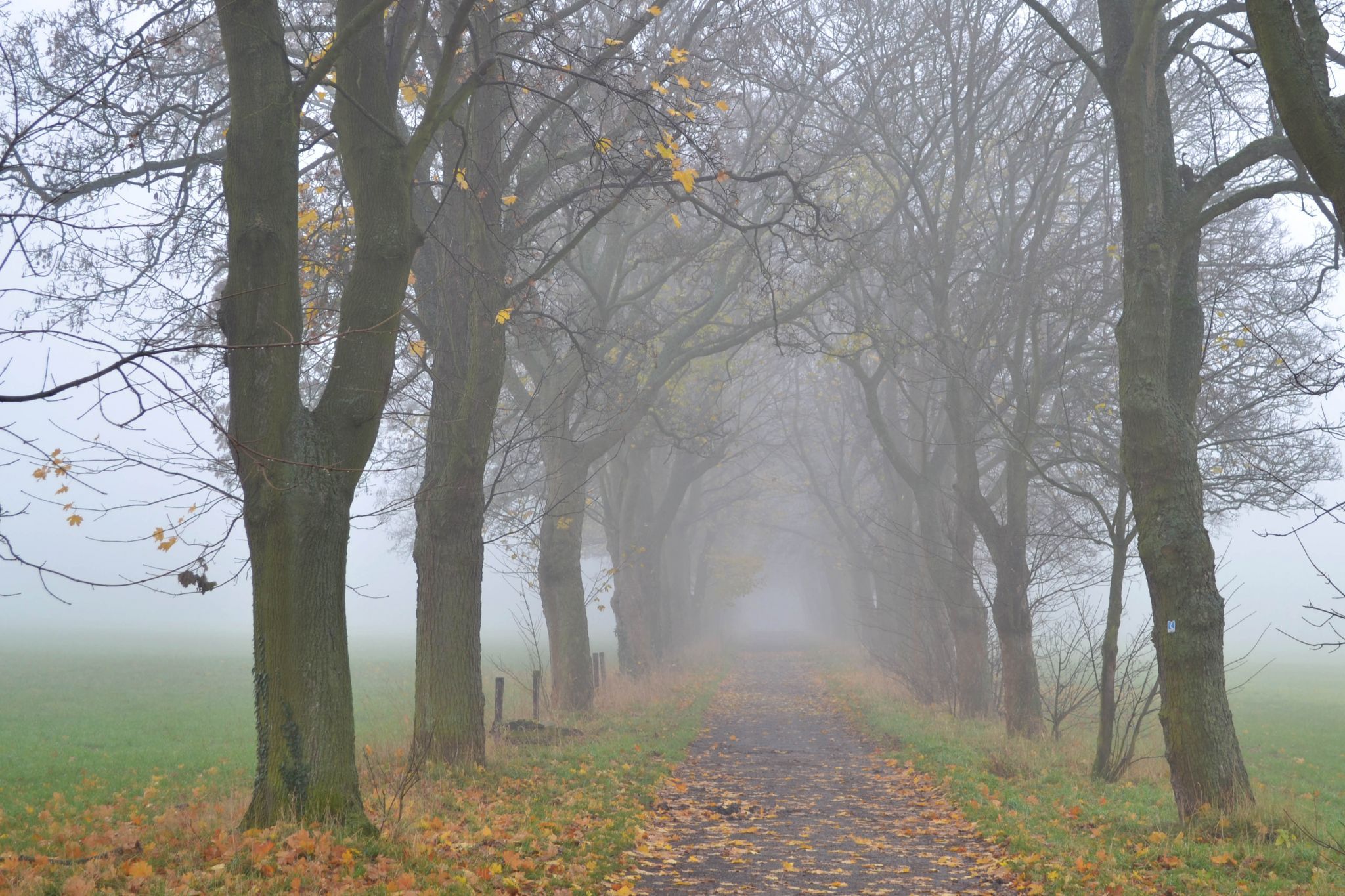 Tree alley near Bruchhausen, Siebengebirge, Germany