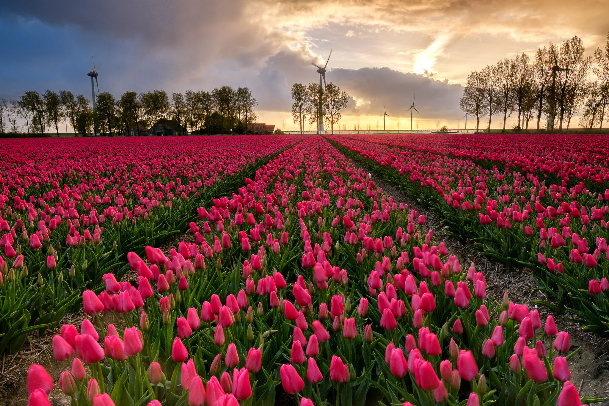 Tulip fields near Espel, Netherlands