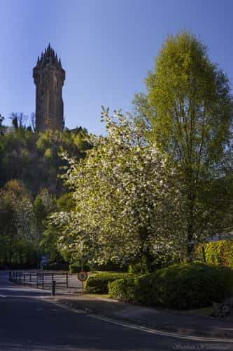 Wallace Monument