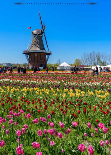 Windmill Island Gardens, Holland, Michigan