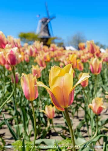 Windmill Island Gardens, Holland, Michigan