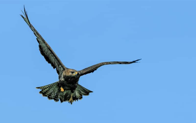 Birds of prey in Noord-Brabant (Netherlands)