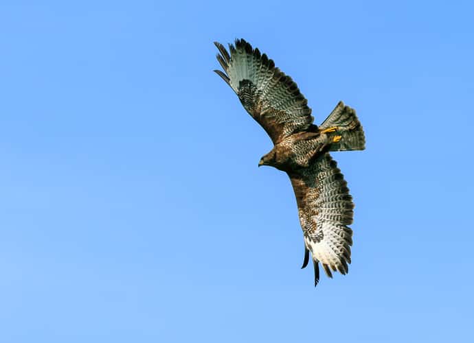 Birds of prey in Noord-Brabant (Netherlands)