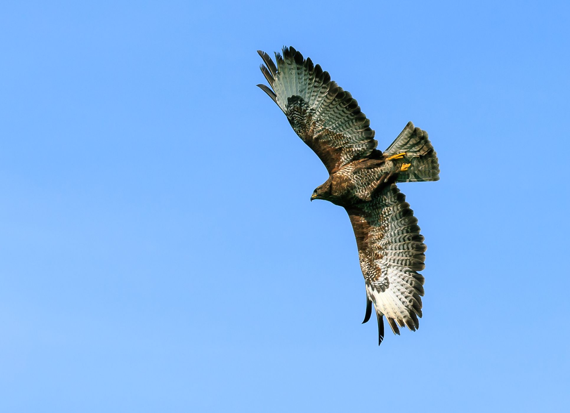 Birds of prey in Noord-Brabant (Netherlands), Netherlands