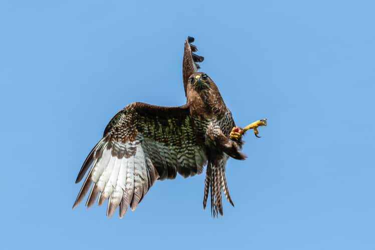 Birds of prey in Noord-Brabant (Netherlands)