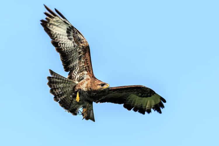 Birds of prey in Noord-Brabant (Netherlands)