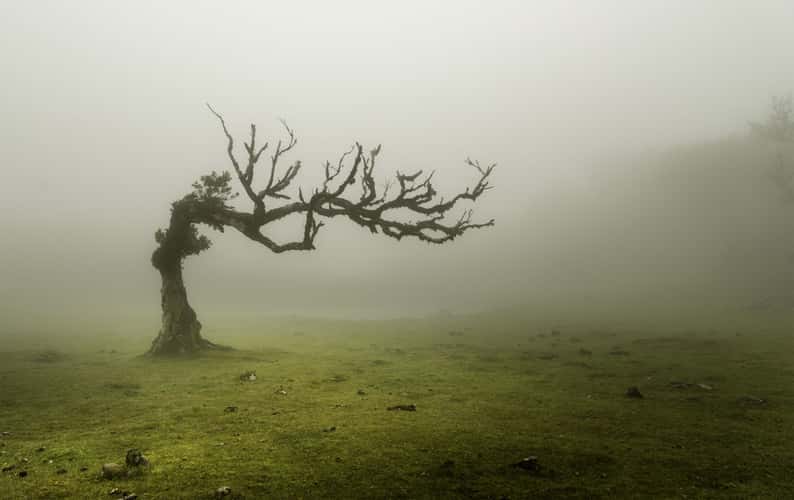 Fog Forest Fanal, Madeira