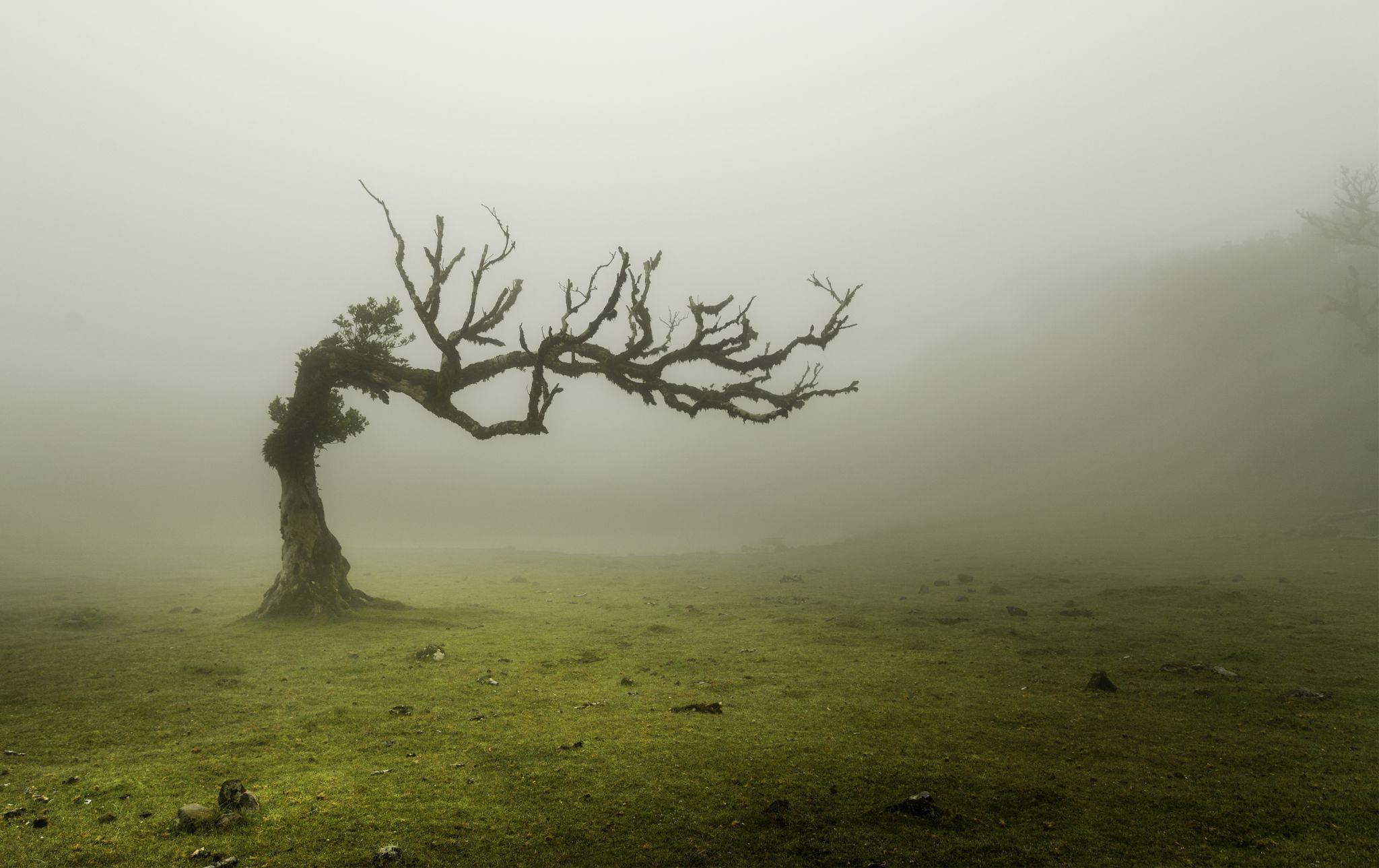 Fog Forest Fanal, Madeira, Portugal
