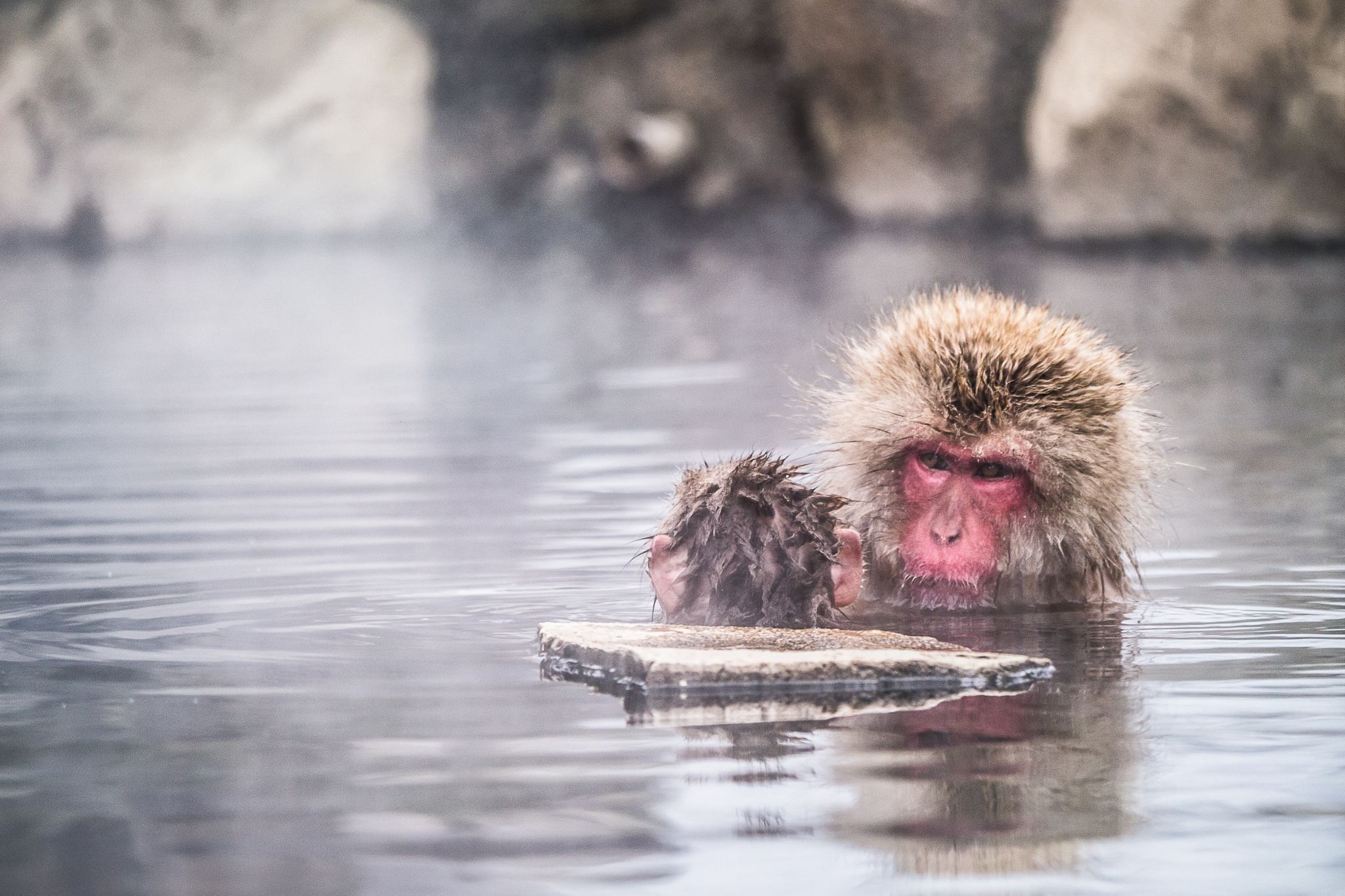 Jigokudani Monkey Park, Japan