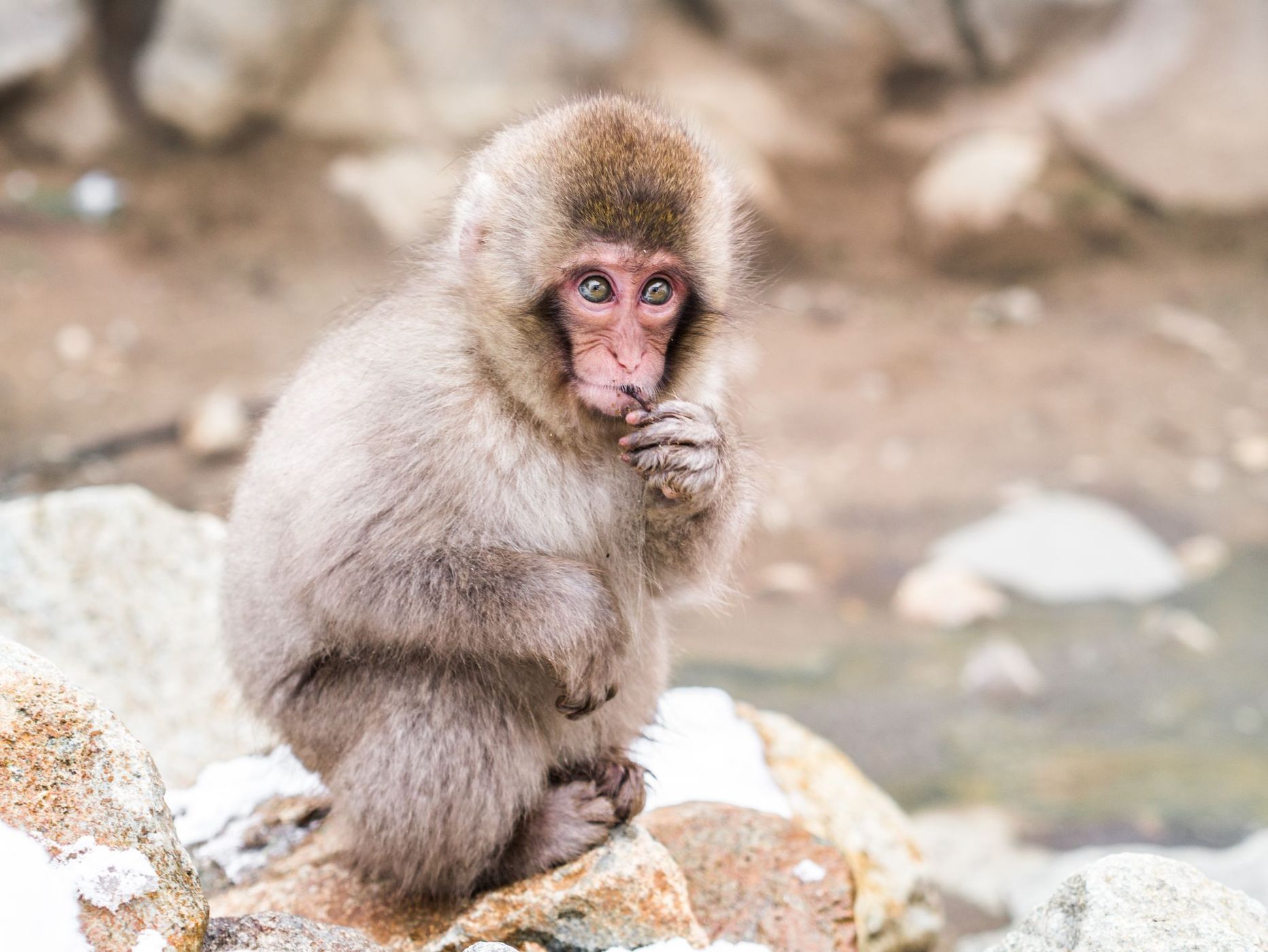 Jigokudani Monkey Park, Japan