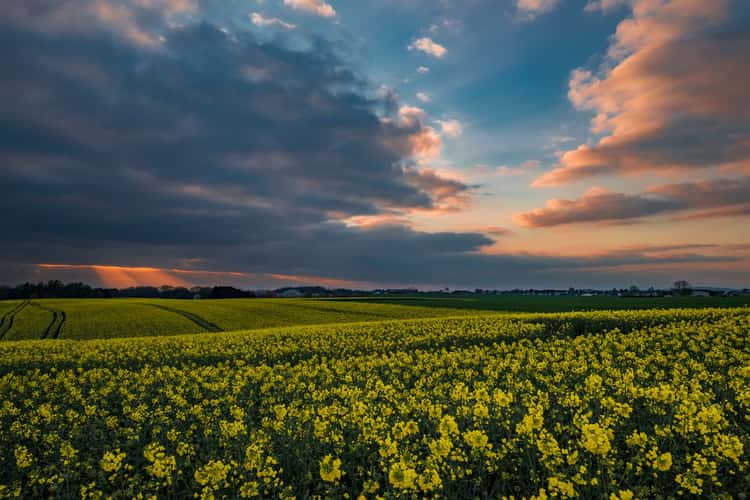 Lohmar Albach - Sunset Fields