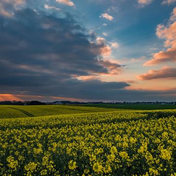 Lohmar Albach - Sunset Fields, Germany