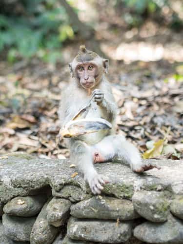 Monkey Forest in Ubud