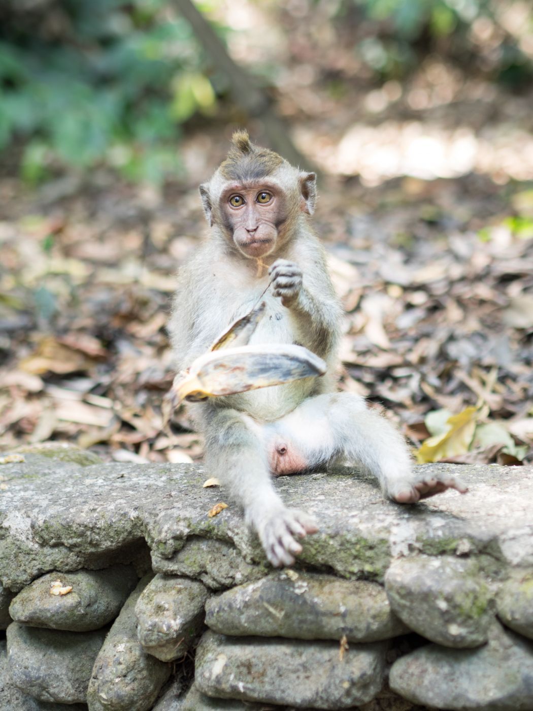 Monkey Forest in Ubud, Indonesia