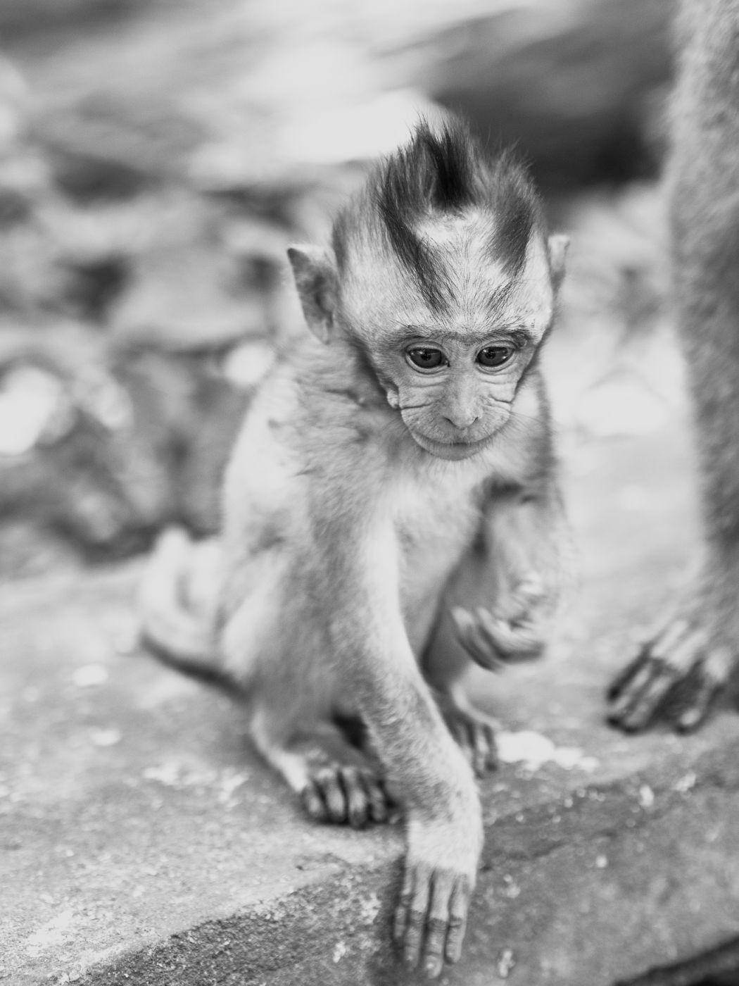 Monkey Forest in Ubud, Indonesia