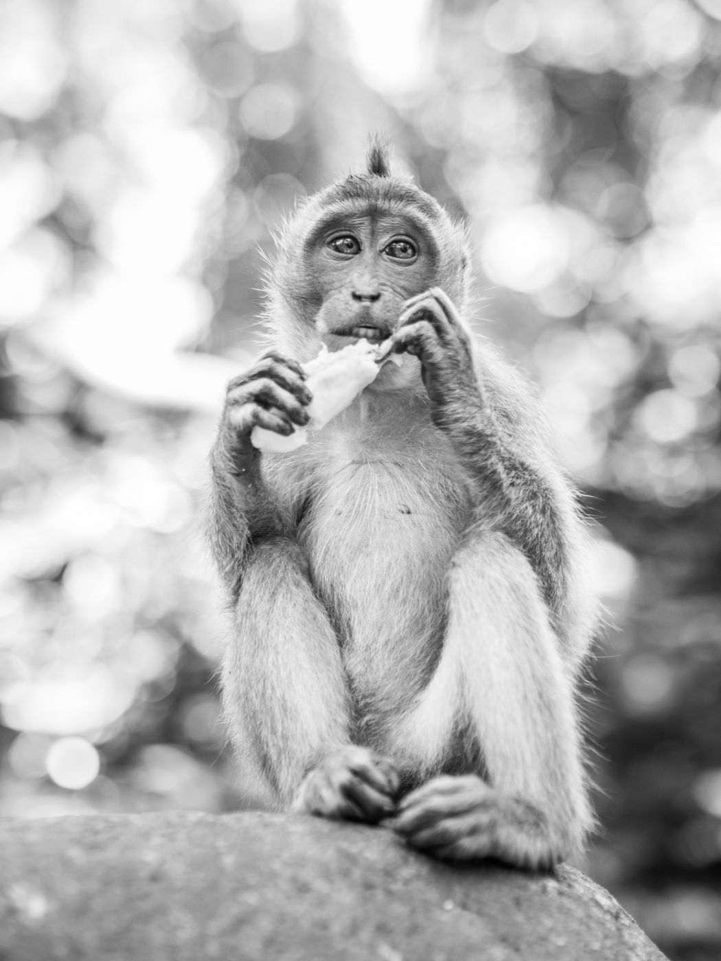 Monkey Forest in Ubud, Indonesia