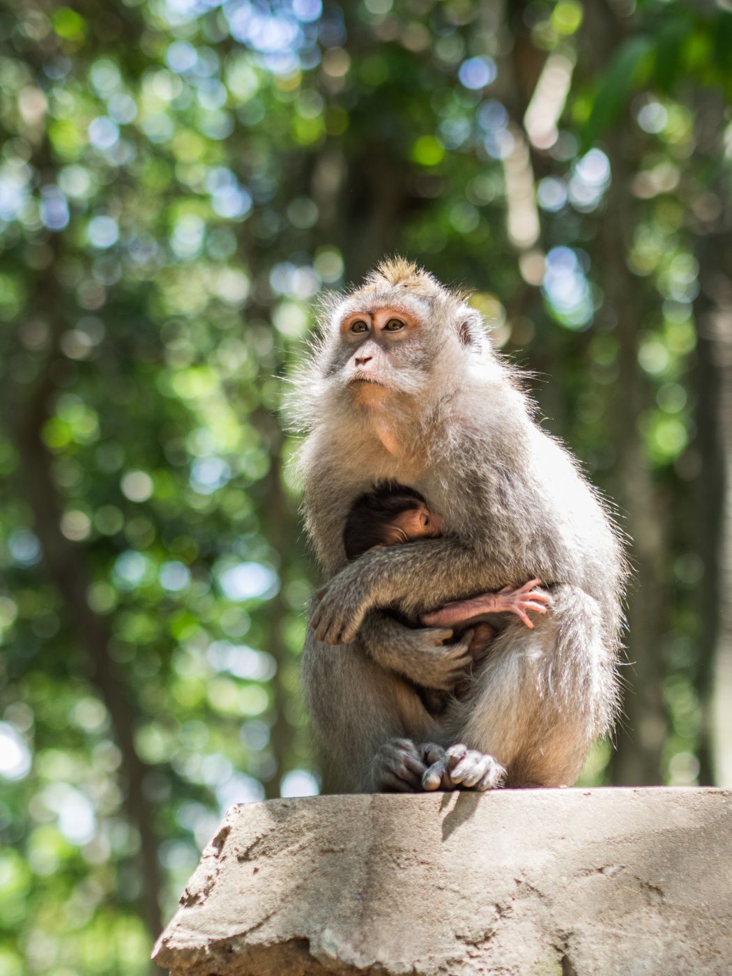 Monkey Forest in Ubud, Indonesia
