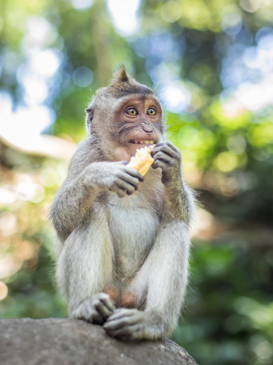 Monkey Forest in Ubud, Indonesia