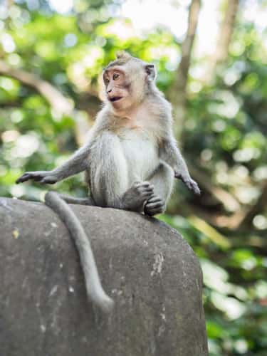 Monkey Forest in Ubud