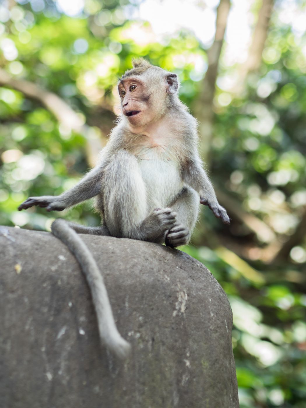 Monkey Forest in Ubud, Indonesia