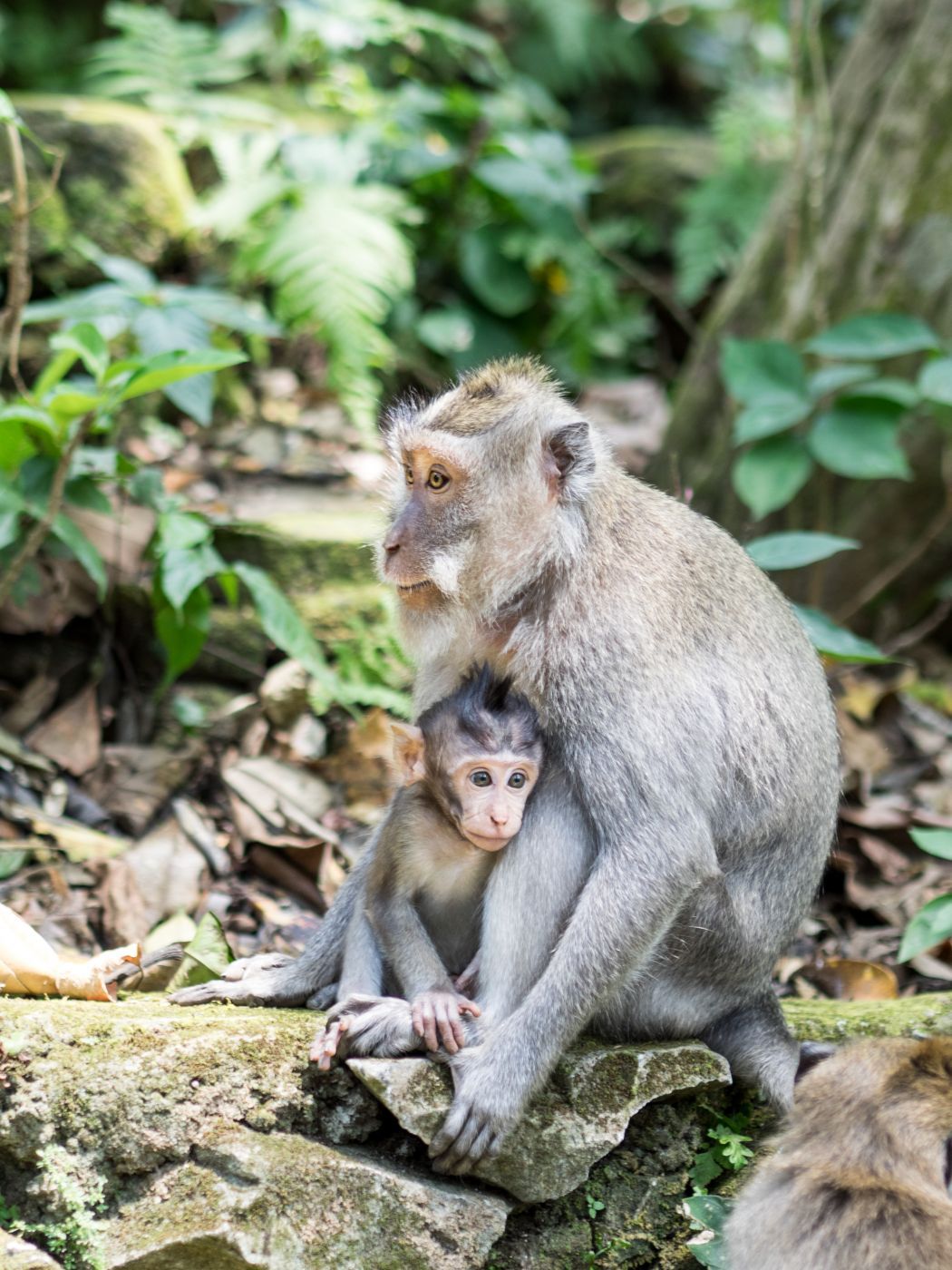 Monkey Forest in Ubud, Indonesia