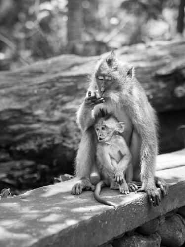 Monkey Forest in Ubud