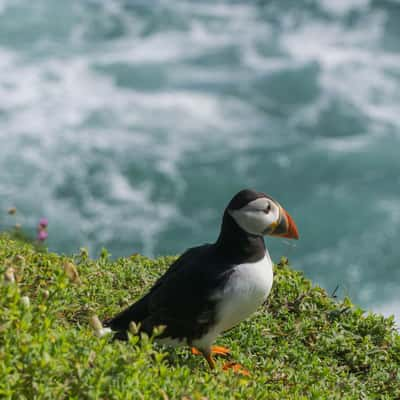 Saltee Island Sea Birds, Ireland