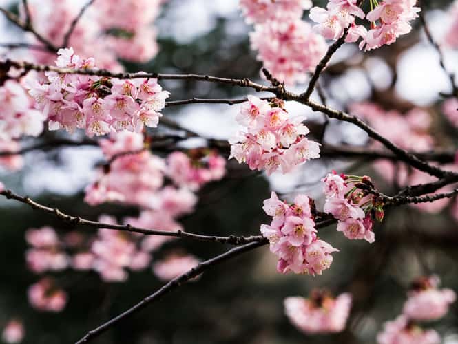 Shinjuku Gyoen Garden