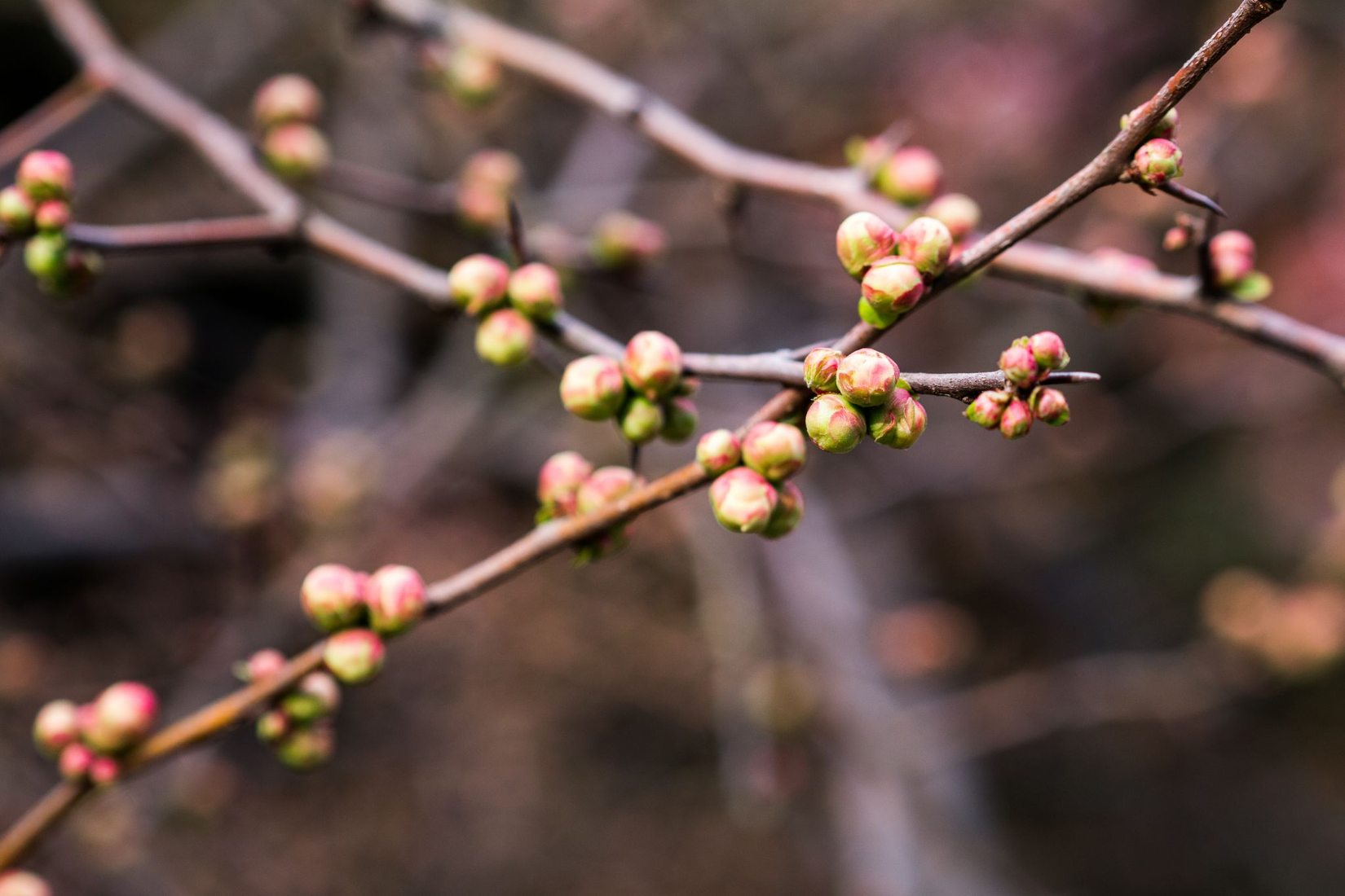 Shinjuku Gyoen Garden, Japan