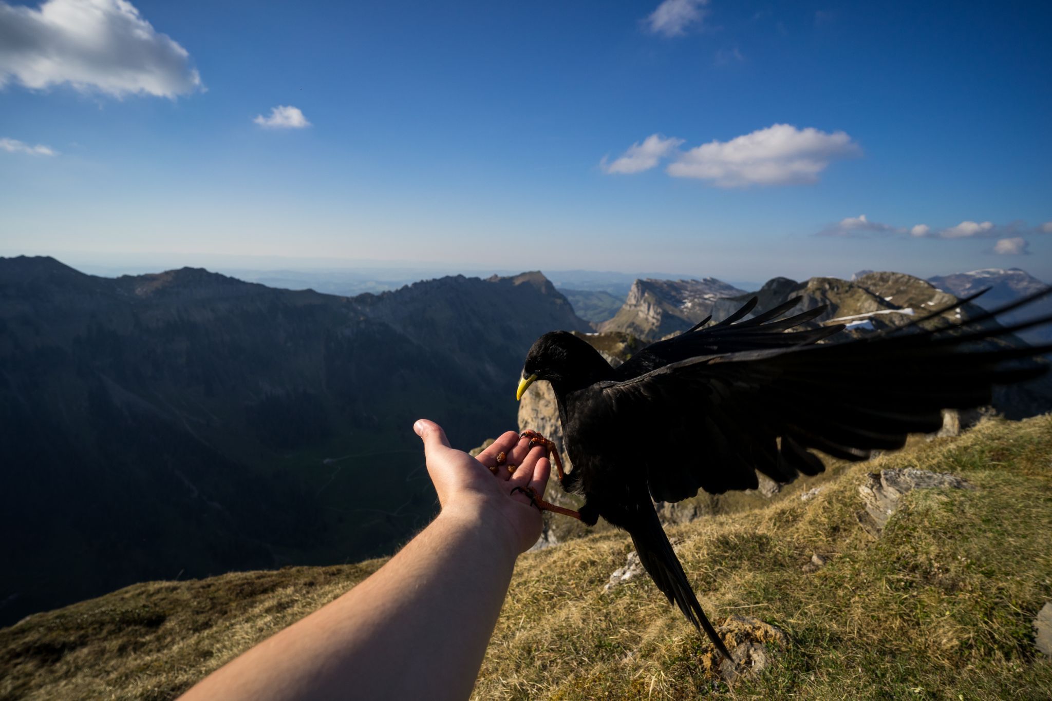 Up in the Sky Niederhorn, Switzerland