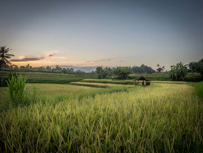 Campuhan ridge