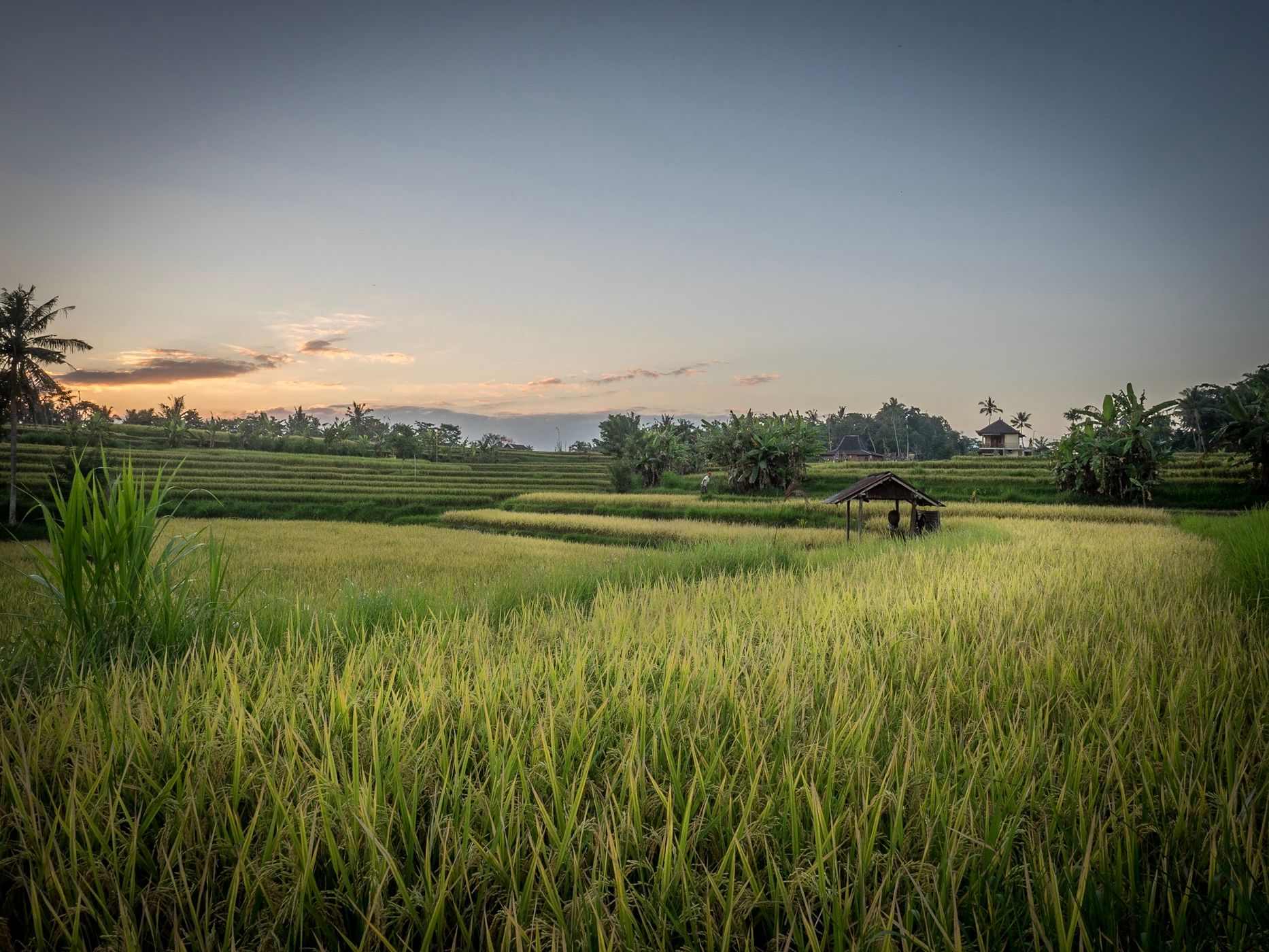 Campuhan ridge, Indonesia